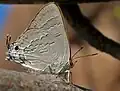 Deudorix isocrates in Bhuvanagiri