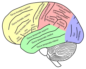 Lateral view of a human brain, main gyri labeled.