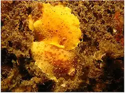 Geitodoris heathi