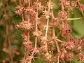 Fruits