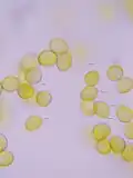 Pollen of Galanthus nivalis
