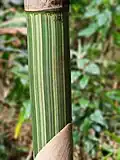 Gigantochloa verticillata (Willd.) Munro (Hawaii, Maui)