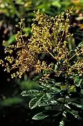 Inflorescence