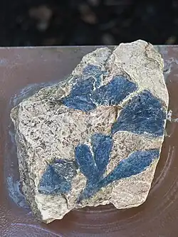 Ginkgo digitata found in Yorkshire, 170 million years old
