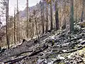 Forêt Tartagine-Melaja after fire in 2003