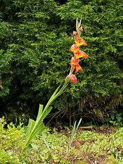 Plant with flowers, Ooty, India