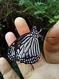 Newly-emerged butterfly
