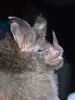 Brown bat