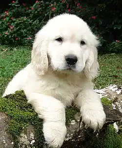 Image 54Golden Retriever puppy (from Puppy)