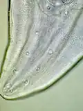 Postcloacal papillae