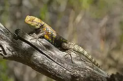 Desert spiny lizard (S. magister)