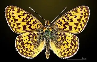 Dorsal side