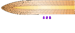 [this image is incorrect! the high auxin is always on the opposite side of the tropic movement!