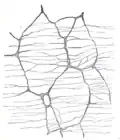 The myenteric plexus of a rabbit. X 50.