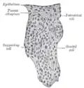 Section of a genital cord of the testis of a human embryo 3.5&nbsp;cm long