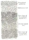 Vertical section of bladder wall.