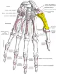 Palmar view of the left hand (first metacarpal shown in yellow).
