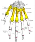 Metacarpus (yellow). Insertions are shown in red. Left hand, posterior (dorsal) view.