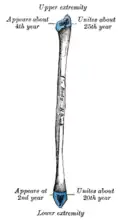 Diagram which depicts ossification of human fibula.