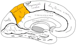 Precuneus.