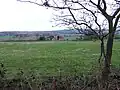 Grazing land after winter