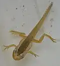 Tadpole developing into a froglet