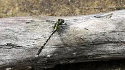 Male