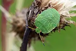 4th instar nymph
