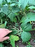 Green beans on a bush plant