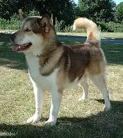 Image 34The Greenland dog carries 3.5% genetic material inherited from a 35,000-year-old wolf from the Taymyr Peninsula, Arctic Siberia. (from Domestication of the dog)