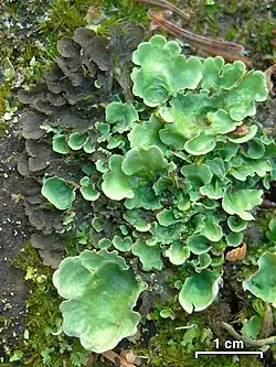 Photograph showing dark grey cyanomorph and bright green chloromorph forms of Nephroma arcticum growing side by side, with 1 cm scale bar