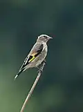 juvenile of subspecies C. c. caniceps in Gilgit-Baltistan, Pakistan
