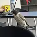 Juvenile