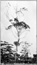 mature tree with man standing at left, circa 1920