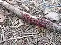 Large group of eastern boxelder bugs found on a fallen limb.