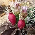 Fruit