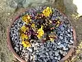 Container plant coming into bloom (leaves not yet unfurled), Alpine House, RHS Garden, Wisley