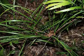 Habit