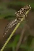 Exuvia