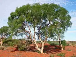 "tree"
