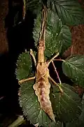 Adult female with darker night color