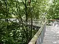Canopy walkway through the forest (elevation 10–24&nbsp;m / 33–79&nbsp;ft)