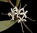 Flowers and leaves