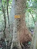 Trunk at Udawatta Kele Sanctuary, Sri Lanka