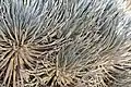 Strong silver hairs cover the sword-like leaves.