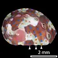 Juvenile shells of approximately 1–10&nbsp;mm (1⁄32–13⁄32&nbsp;in) in length have blue and orange dots, as shown here.