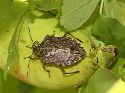 Adult