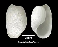 Haminella solitaria