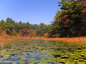 Pond
