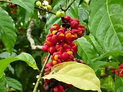 Mature fruit